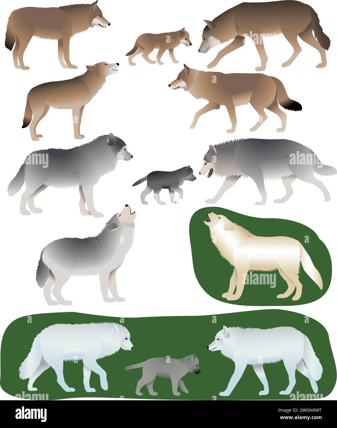 Collection de différentes espèces de loups et de loups-petits Illustration de Vecteur