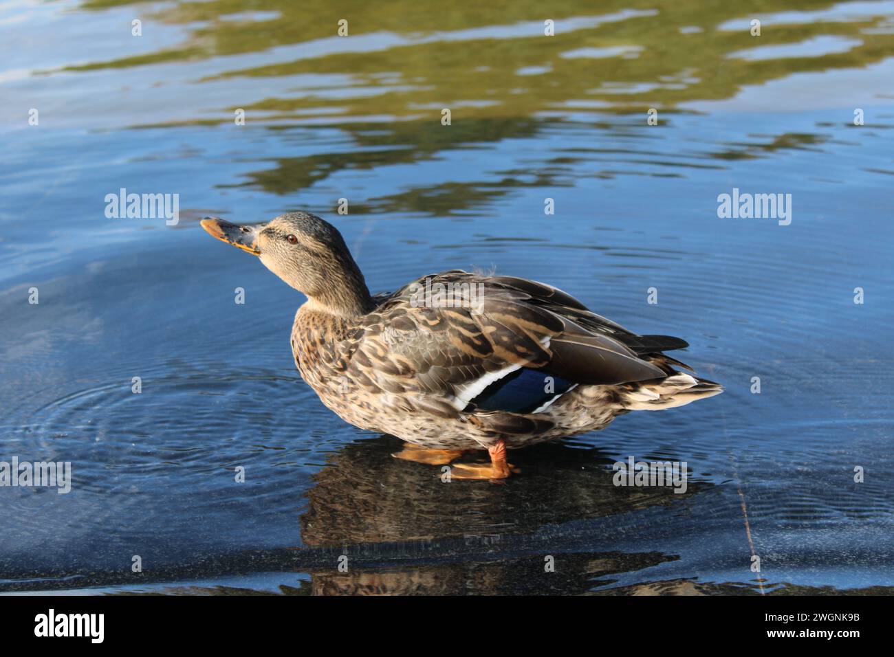 Canard femelle avec des plumes brunes colorées posant à la caméra. Oiseau d'eau boit l'eau du lac urbain en journée ensoleillée Banque D'Images