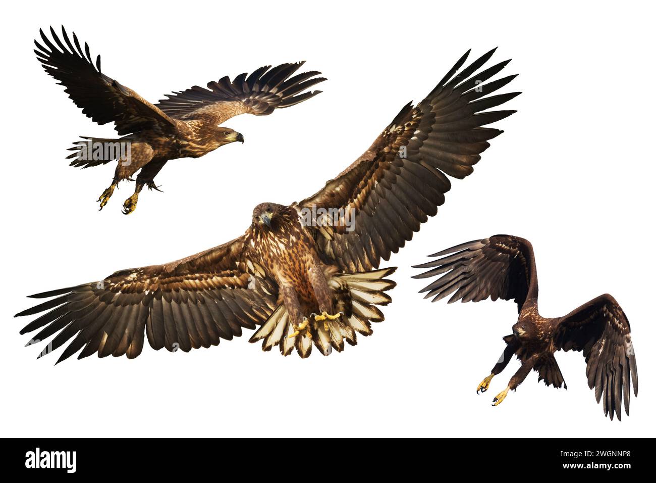 Oiseaux de proie Aigle à queue blanche isolé sur fond blanc mélange trois oiseaux volants Banque D'Images
