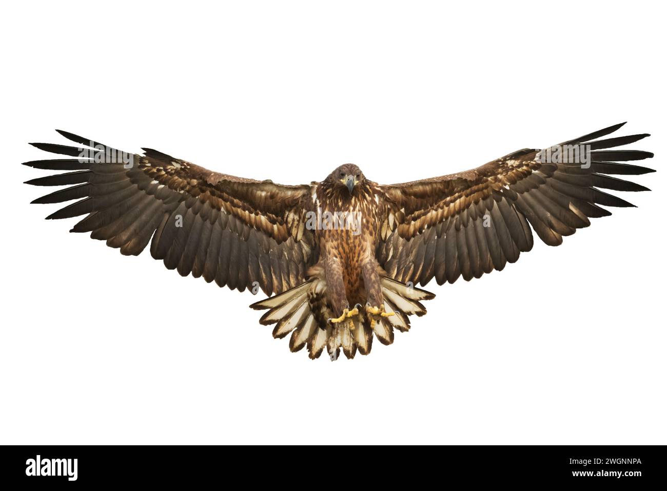 Oiseaux de proie Aigle à queue blanche isolé sur fond blanc oiseau volant Banque D'Images