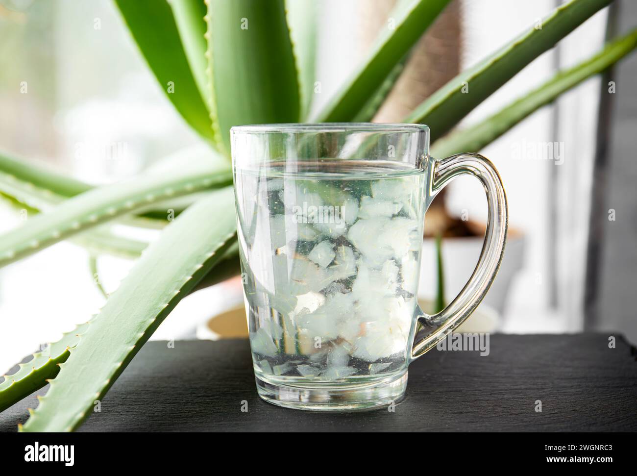 Focus sélectif sur la boisson de jus d'aloe vera avec des morceaux de chair de fruit flottant à l'intérieur. Boisson maison saine avec croissance de la plante d'aloe vera. Banque D'Images