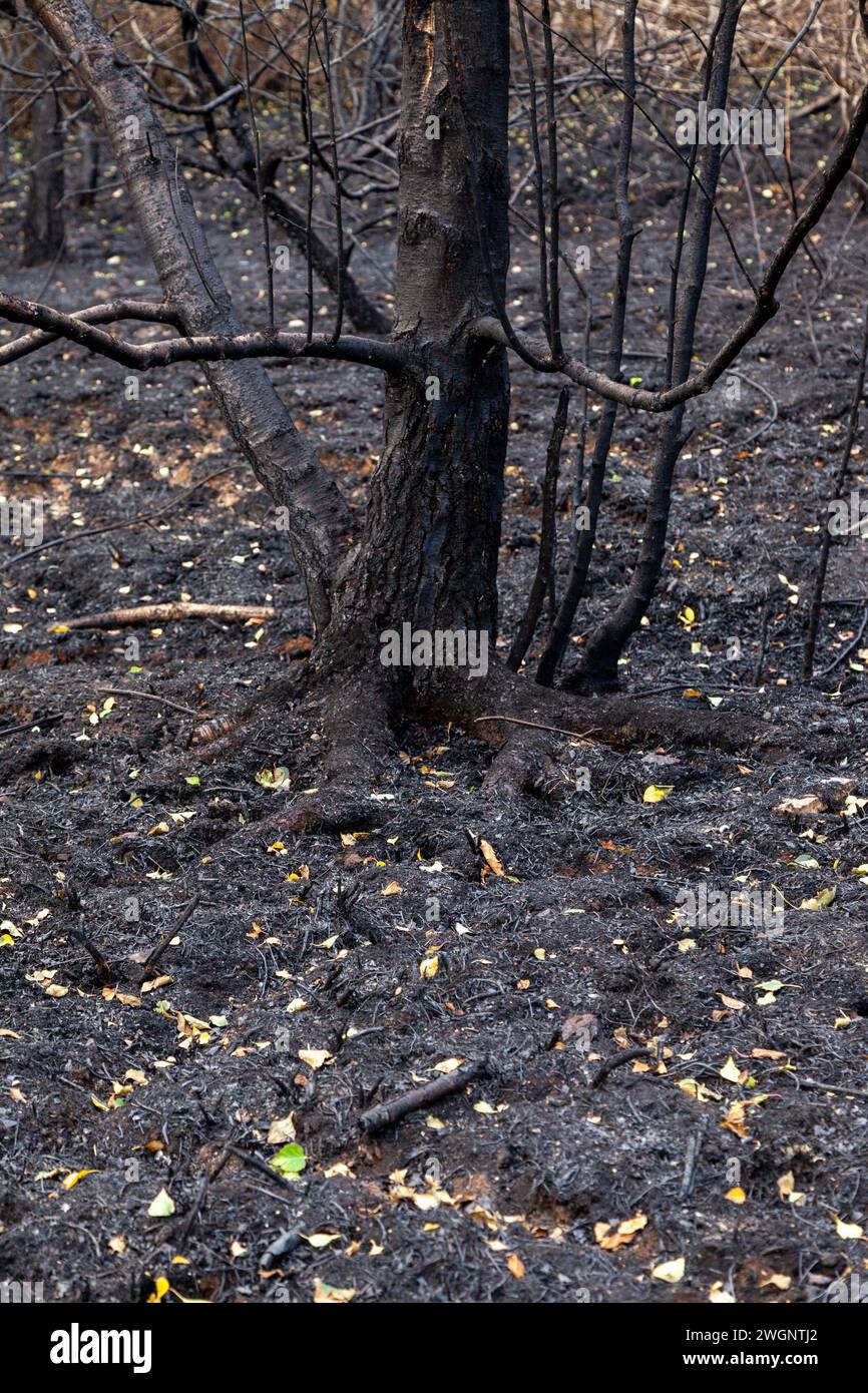 les séquelles d'un feu d'herbe dans la réserve naturelle de fairburn ings Banque D'Images