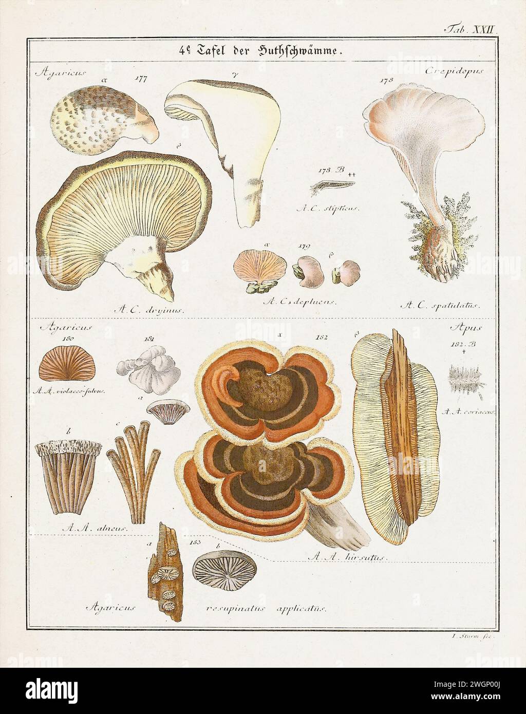 Illustration botanique vintage de champignons et champignons du début du XIXe siècle, montrant son âge à travers des tons délavés. Banque D'Images