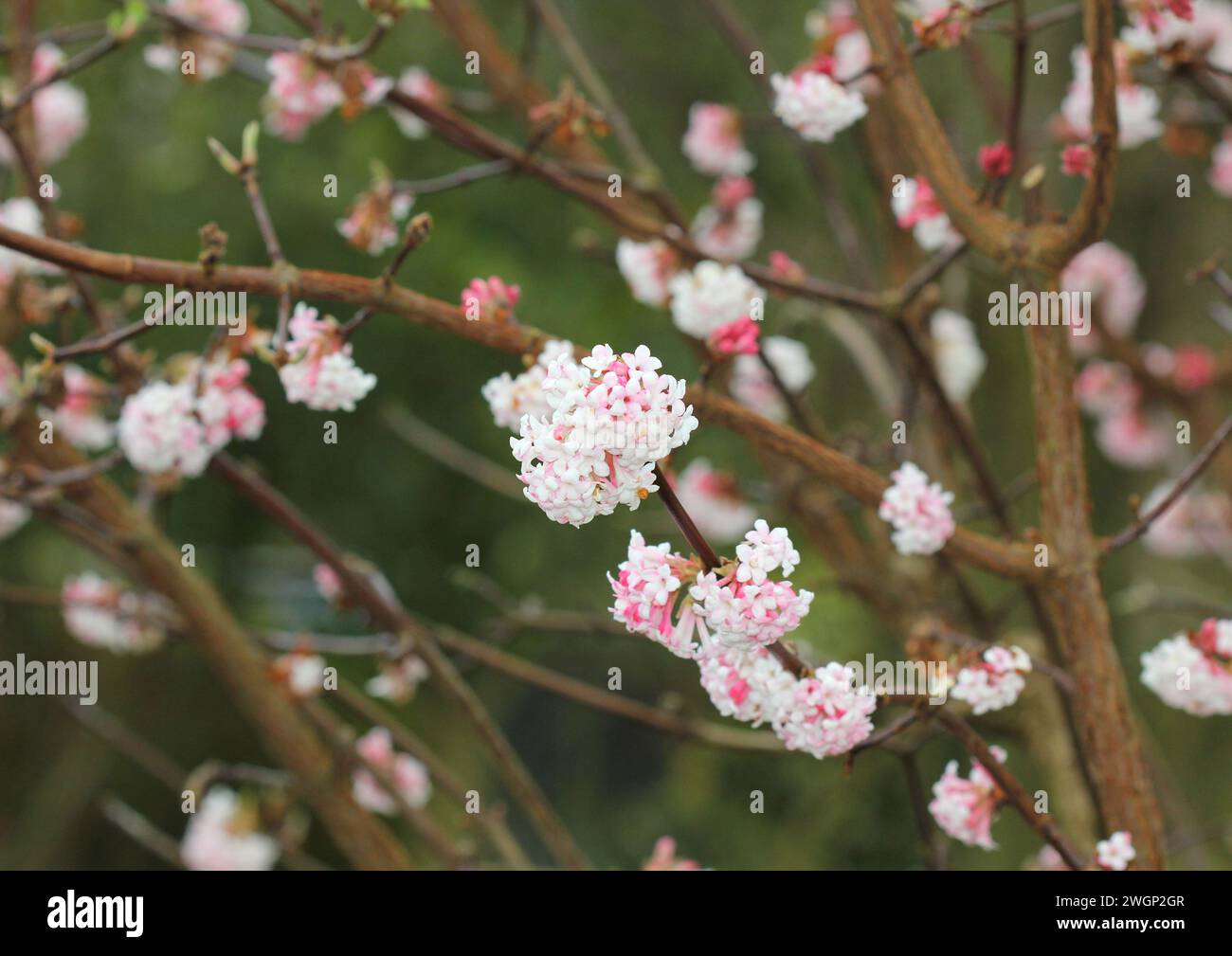 Viburnum farrer ou Viburnum fragrans en fleur en hiver Banque D'Images