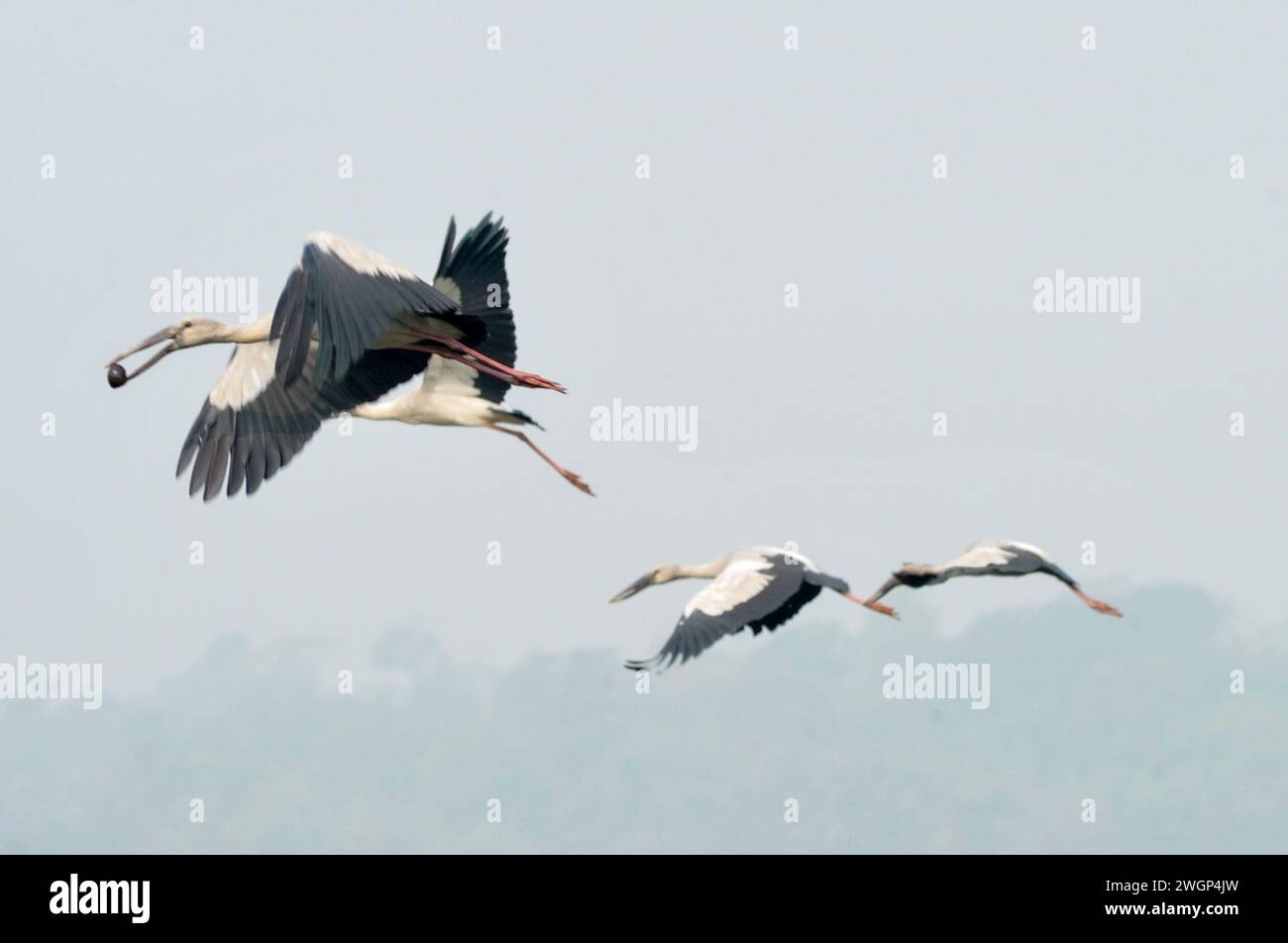 Par un matin d'hiver brumeux à Jaintapur Upazila, dans les contreforts de Meghalaya, à la frontière du Bangladesh, des oiseaux à coquille d'escargot errent à Dibir Haor. En raison de l'environnement approprié, de la nourriture suffisante et des installations de reproduction, des oiseaux à coquille d'escargot sont maintenant trouvés errant dans tout le Bangladesh. Cet oiseau d'eau a commencé à vivre en permanence dans les zones proches des canaux et des rivières du pays. L'oiseau à coquille d'escargot, un oiseau du continent asiatique, est une espèce de grand oiseau blanc de la famille des Syconidae (Anastomus). Sylhet, Bangladesh. Banque D'Images