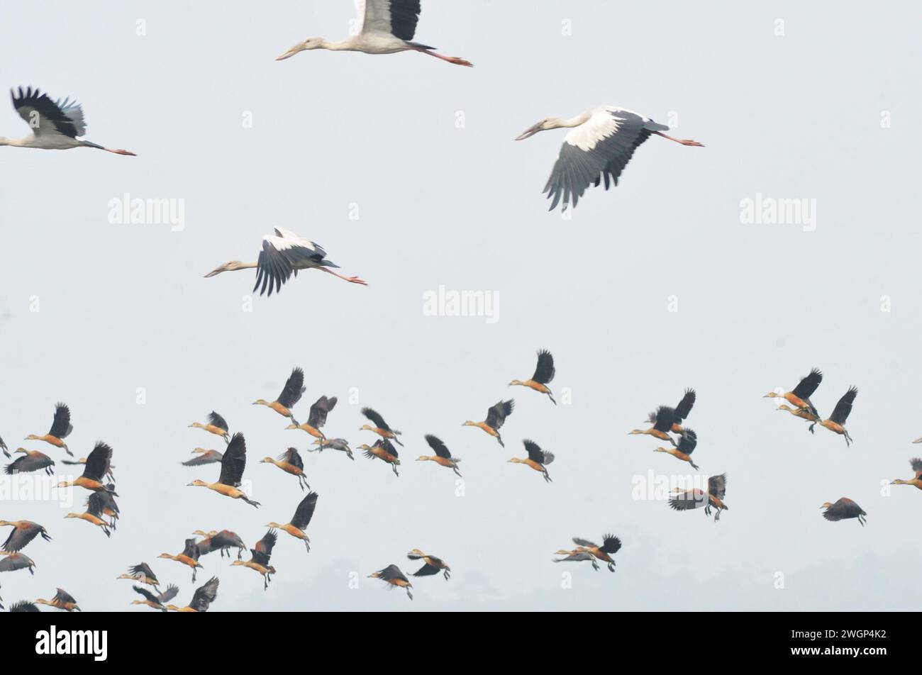 Par un matin d'hiver brumeux à Jaintapur Upazila, dans les contreforts de Meghalaya, à la frontière du Bangladesh, des oiseaux à coquille d'escargot errent à Dibir Haor. En raison de l'environnement approprié, de la nourriture suffisante et des installations de reproduction, des oiseaux à coquille d'escargot sont maintenant trouvés errant dans tout le Bangladesh. Cet oiseau d'eau a commencé à vivre en permanence dans les zones proches des canaux et des rivières du pays. L'oiseau à coquille d'escargot, un oiseau du continent asiatique, est une espèce de grand oiseau blanc de la famille des Syconidae (Anastomus). Sylhet, Bangladesh. Banque D'Images