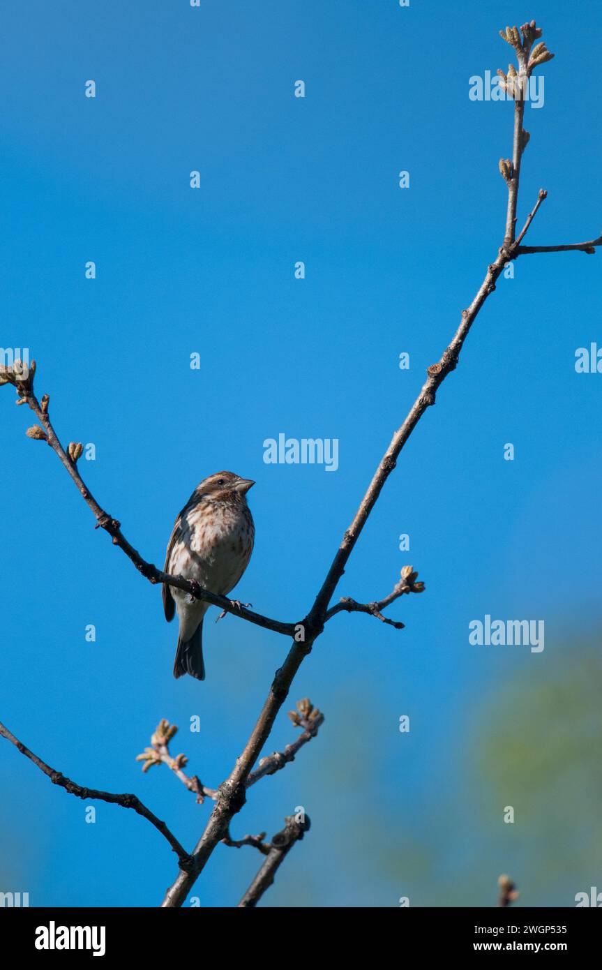 Violet Finch perché au-dessus dans des branches d'arbre avec fond de ciel bleu Banque D'Images