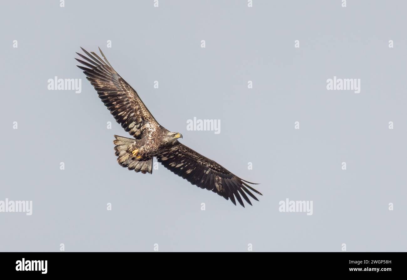 Aigle à tête blanche juvénile d'Amérique en chasse aérienne au-dessus d'un champ sur l'île Wolfe, Ontario, Canada Banque D'Images