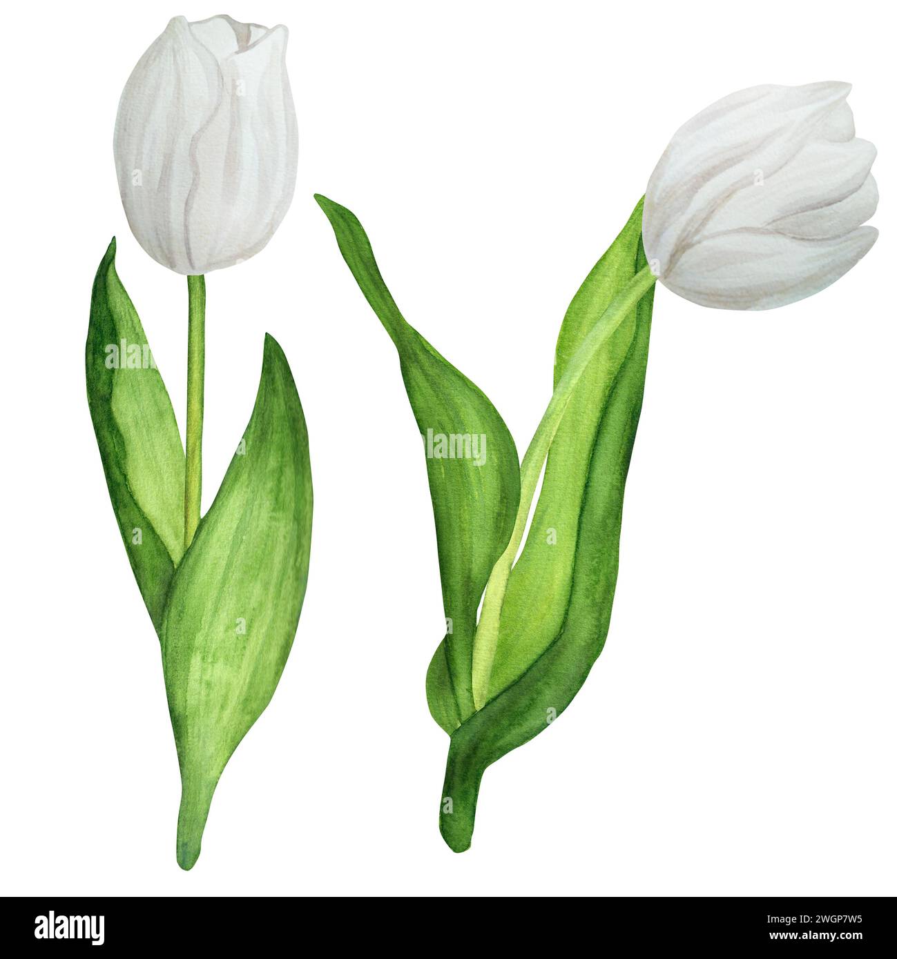 Illustration d'aquarelle dessinée à la main. Tulipes printanières blanches pour bouquets ou toutes autres compositions florales Banque D'Images