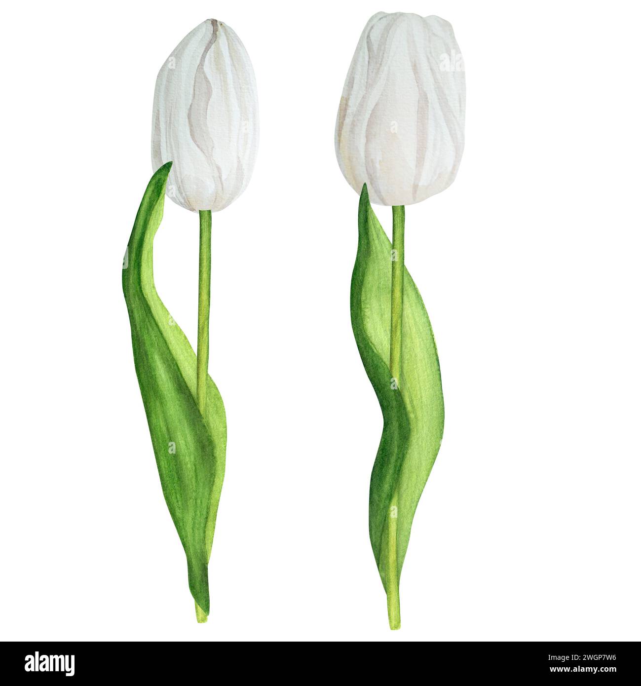 Illustration d'aquarelle dessinée à la main. Tulipes printanières blanches pour bouquets ou toutes autres compositions florales Banque D'Images