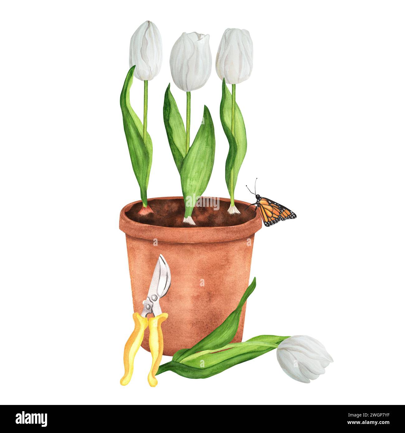 Illustration d'aquarelle dessinée à la main. Pot de fleurs avec tulipes blanches plantées et ciseaux de jardin Banque D'Images