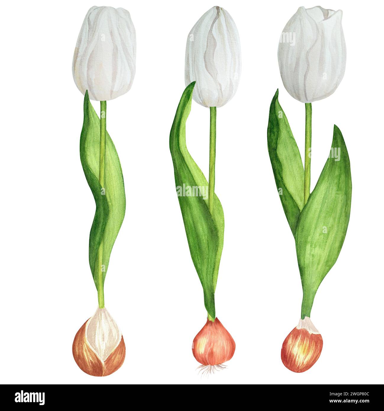 Illustration d'aquarelle dessinée à la main. Tulipes printanières blanches avec bulbes pour toutes les compositions florales Banque D'Images