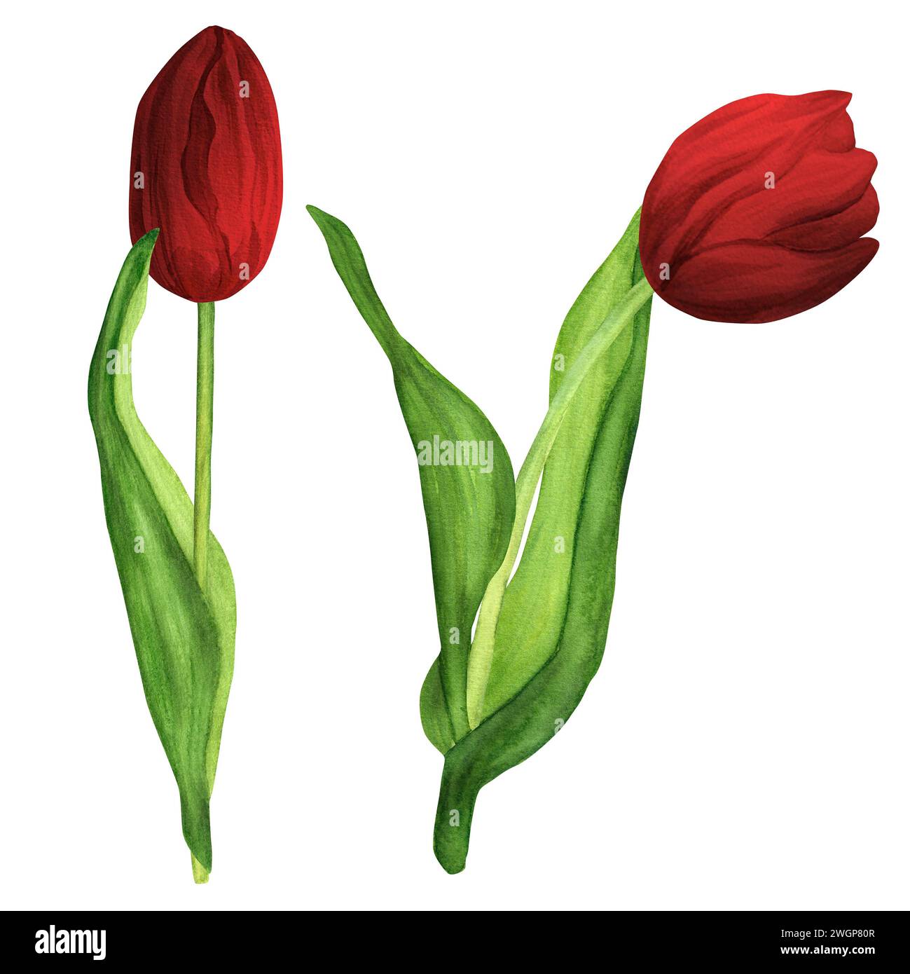 Illustration d'aquarelle dessinée à la main. Tulipes printanières rouges pour bouquets ou toutes autres compositions florales Banque D'Images