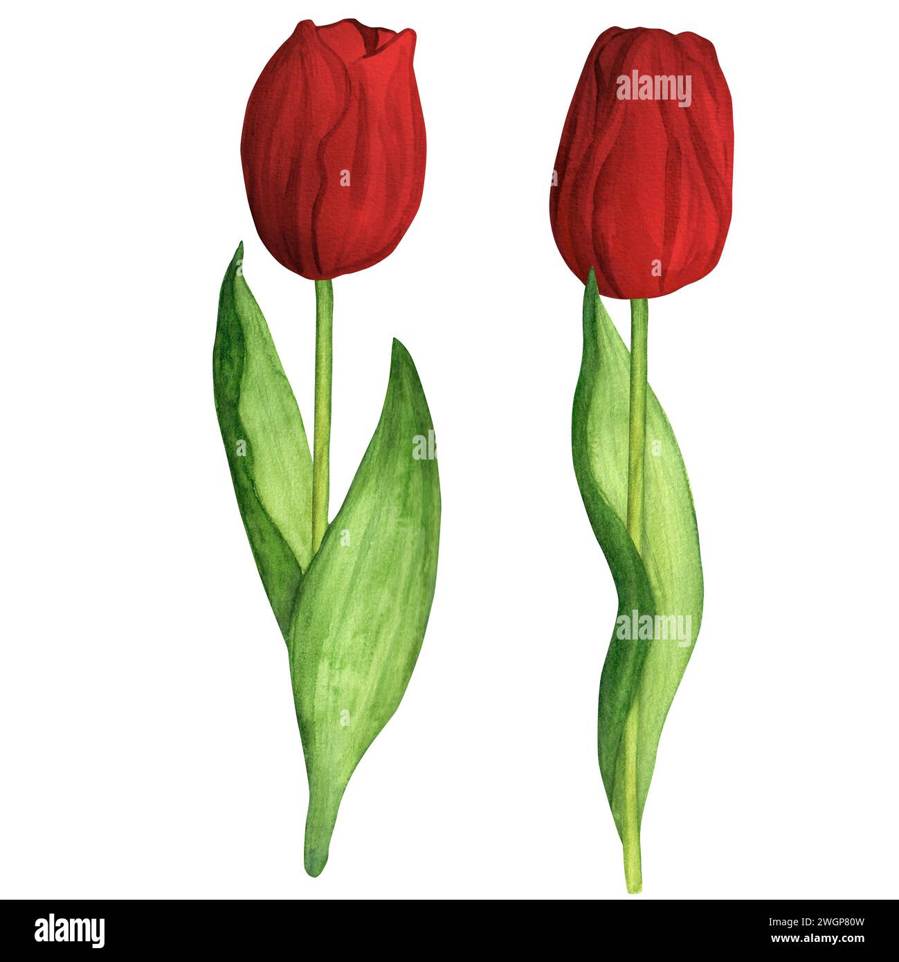 Illustration d'aquarelle dessinée à la main. Tulipes printanières rouges pour bouquets ou toutes autres compositions florales Banque D'Images