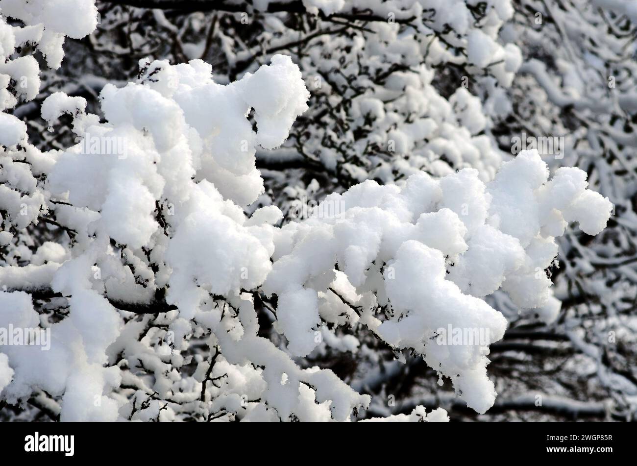 Gros plan de grosses moelleuses bouquets de neige sur les branches d'arbres après de fortes chutes de neige hivernales dans la région rurale de Cumbria, Angleterre, Royaume-Uni Banque D'Images
