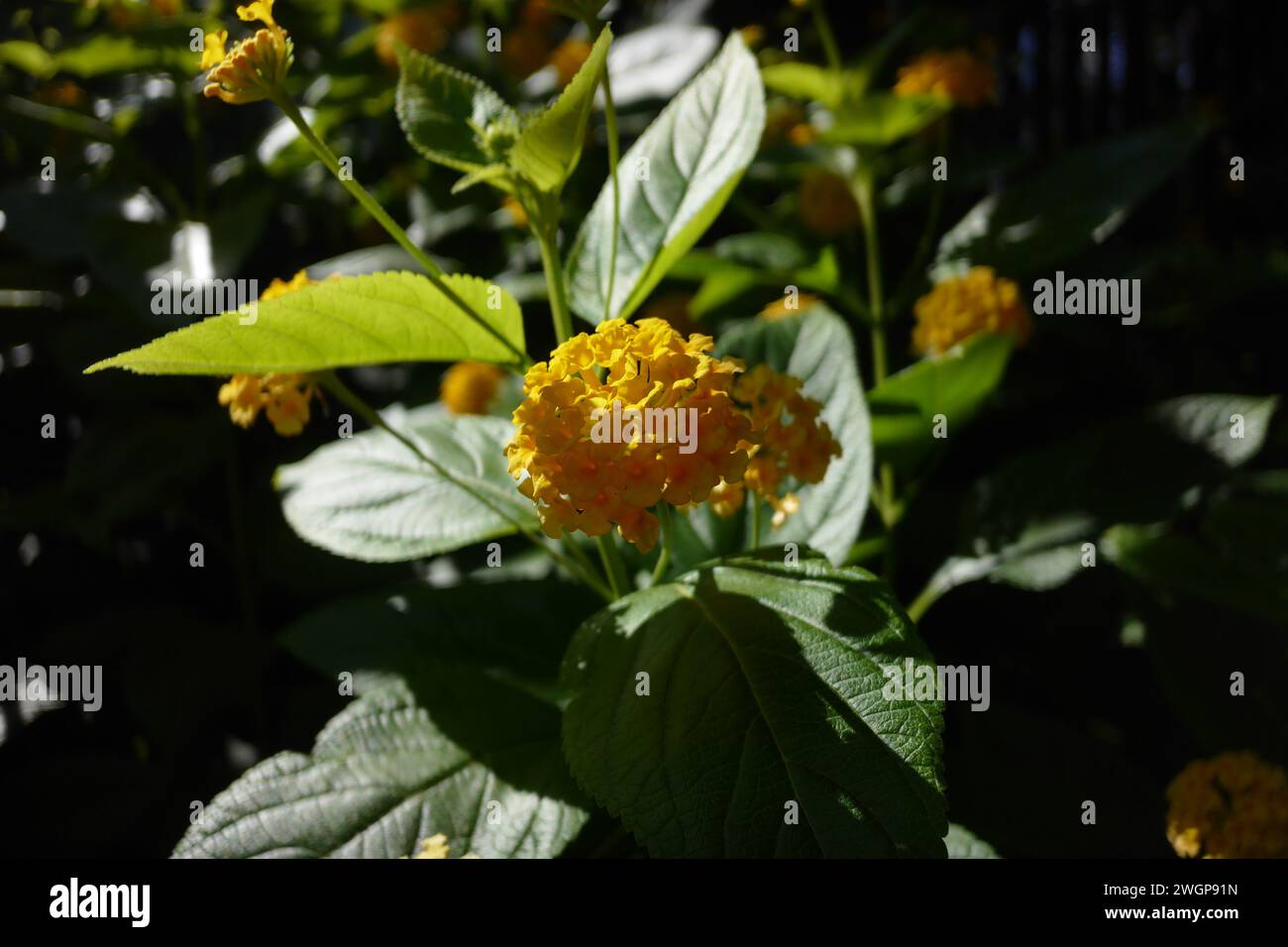 Lantana camara (lantana commune) est une espèce de plante à fleurs appartenant à la famille des verbènes (Verbenaceae), originaire des tropiques américains. Banque D'Images
