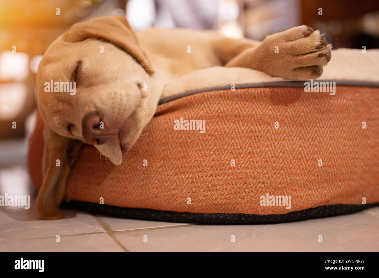 Chien de laboratoire fatigué dormir dans le lit de sol de la maison vue rapprochée Banque D'Images