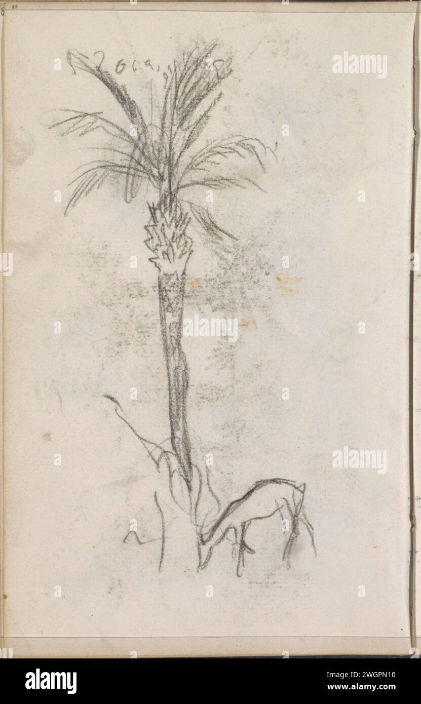 Palmboom, 1899 un animal pèle sous l'arbre. Page 10 d'un carnet de croquis avec 42 feuilles. Marseille (éventuellement) papier. arbres à craie : palmier Banque D'Images