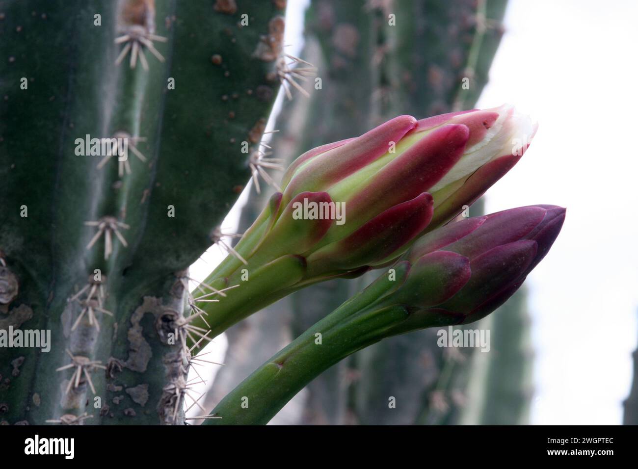 Cactus de pomme péruvien ou cactus de haie ou cereus hildmannianus en fleurs rapprochées sur la côte méditerranéenne de Césarée, Israël Banque D'Images