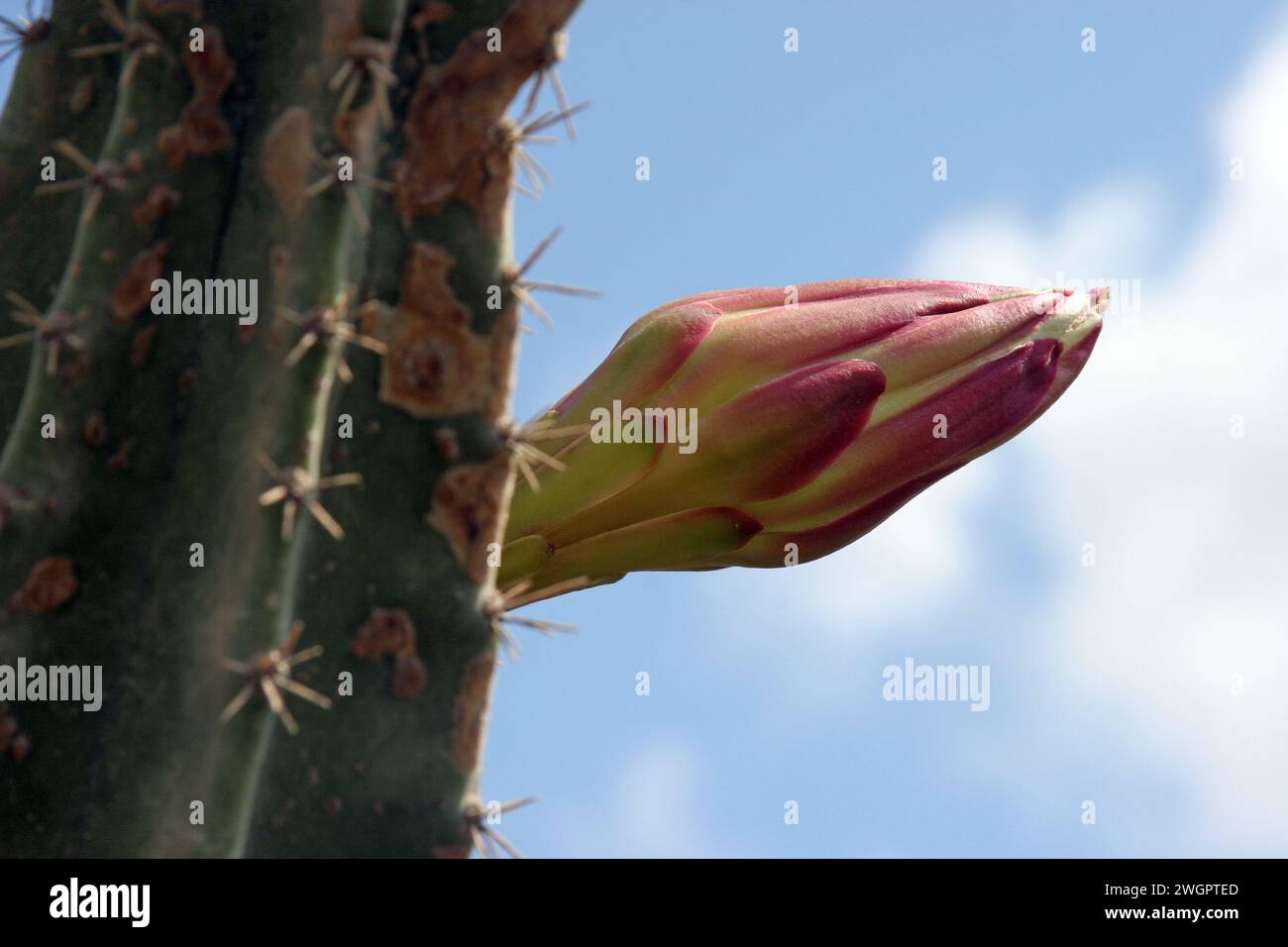 Cactus de pomme péruvien ou cactus de haie ou cereus hildmannianus en fleurs rapprochées sur la côte méditerranéenne de Césarée, Israël Banque D'Images