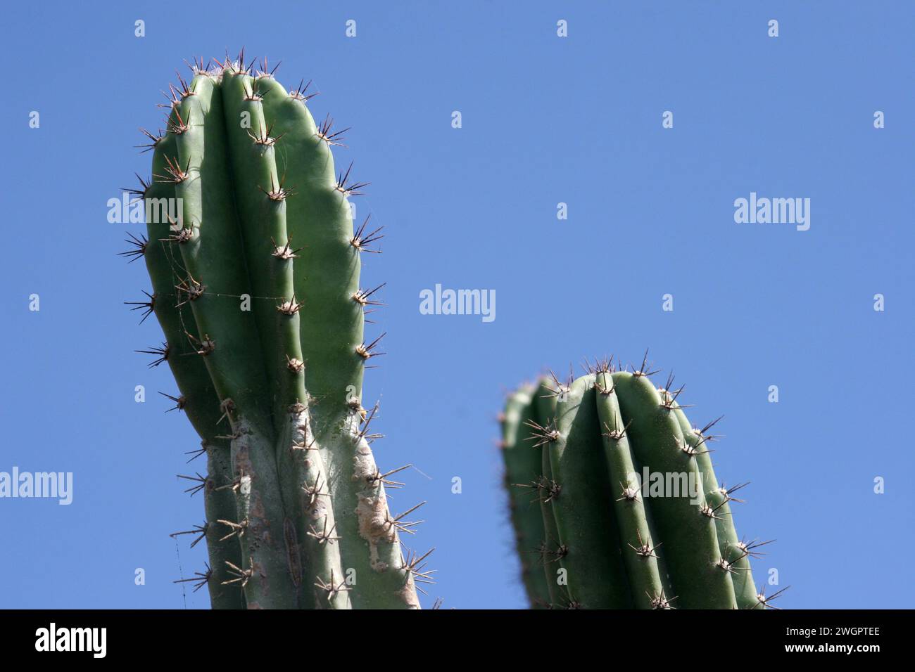 Cactus de pomme péruvien ou cactus de haie ou cereus hildmannianus gros plan sur la côte méditerranéenne de Césarée, Israël Banque D'Images