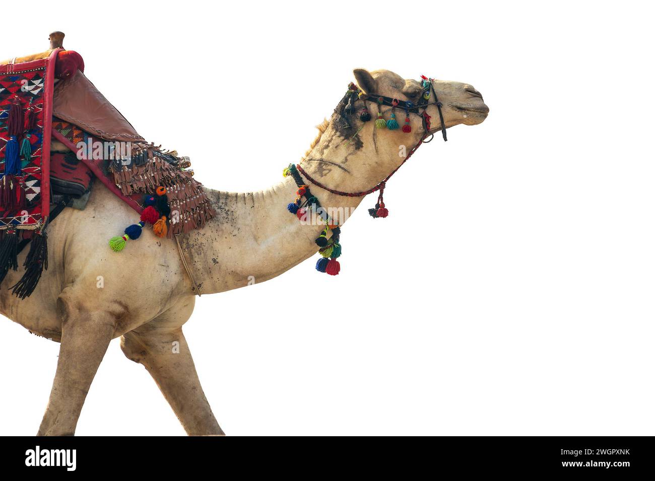 Chameau marchant avec un harnais égyptien traditionnel coloré isolé sur fond blanc Banque D'Images