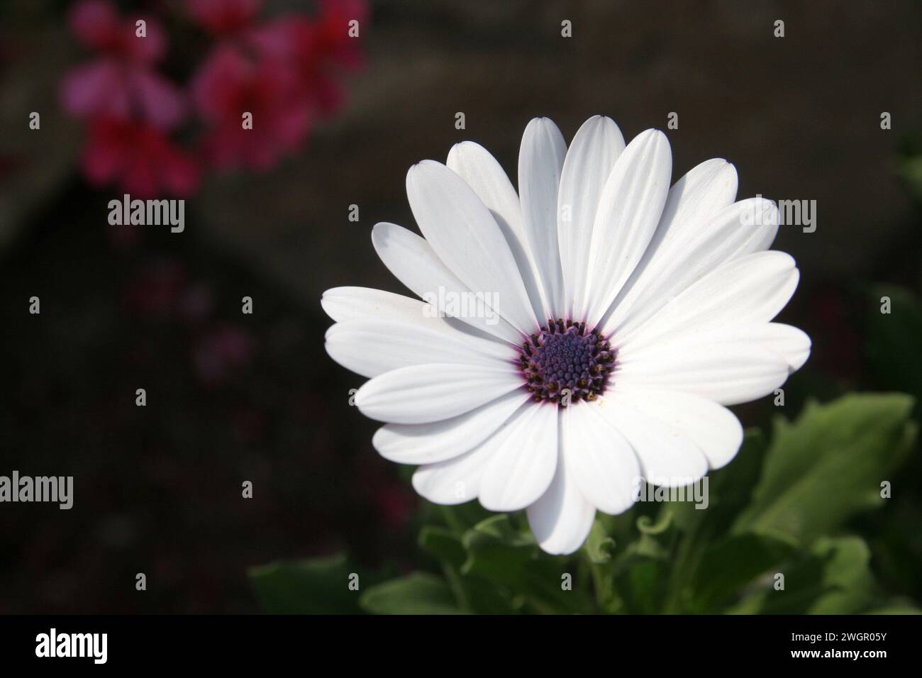 Osteospermum, fleur africaine de Marguerite blanche, également connue sous le nom de Marguerite africaine ou Daisybush, le jardin du monastère bénédictin de Sion à Jérusalem, Isra Banque D'Images