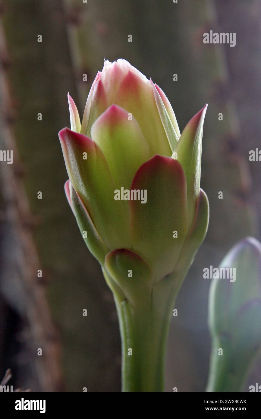 Cactus de pomme péruvien ou cactus de haie ou cereus hildmannianus en fleur en gros plan, le jardin du monastère bénédictin de Sion à Jérusalem, Israël Banque D'Images