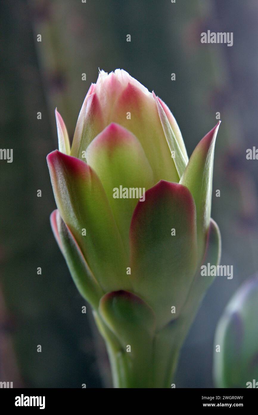Cactus de pomme péruvien ou cactus de haie ou cereus hildmannianus en fleur en gros plan, le jardin du monastère bénédictin de Sion à Jérusalem, Israël Banque D'Images