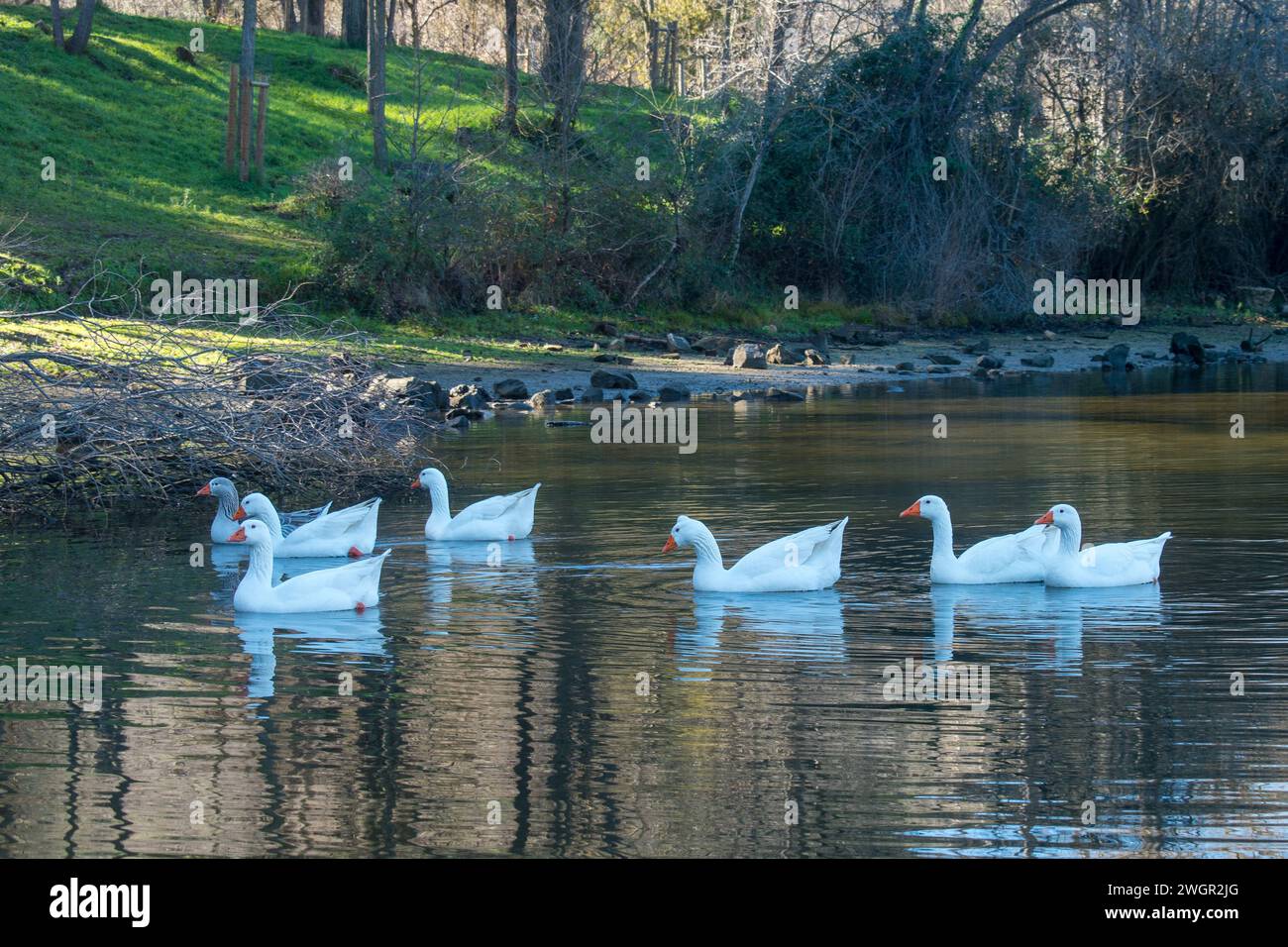 Les oies blanches nagent au lac tranquille Banque D'Images
