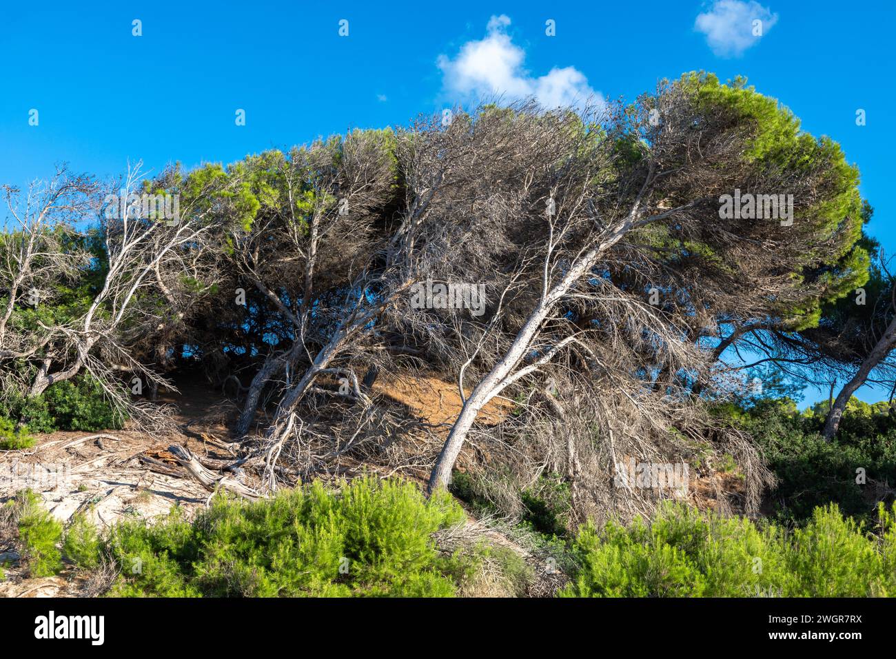 Pins dans les dunes près de Cala Mesquida, île de Majorque, Espagne Banque D'Images