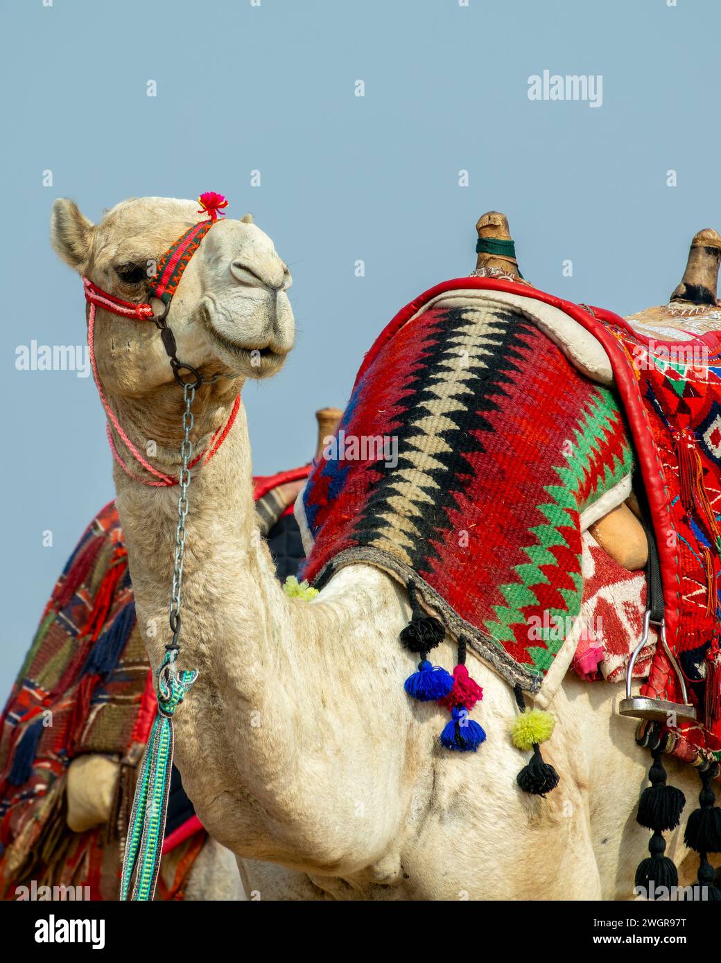 Portrait d'un chameau avec un harnais de tradition coloré dans les anciennes pyramides égyptiennes de Gizeh près du Caire, Egypte Banque D'Images