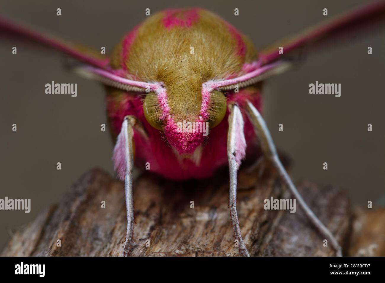 Macro, gros plan vue de face de la tête fourrée d'un Elephant Hawk Moth, Deilephila elpenor, au repos, assise sur Un morceau de bois, New Forest, Angleterre, Royaume-Uni Banque D'Images