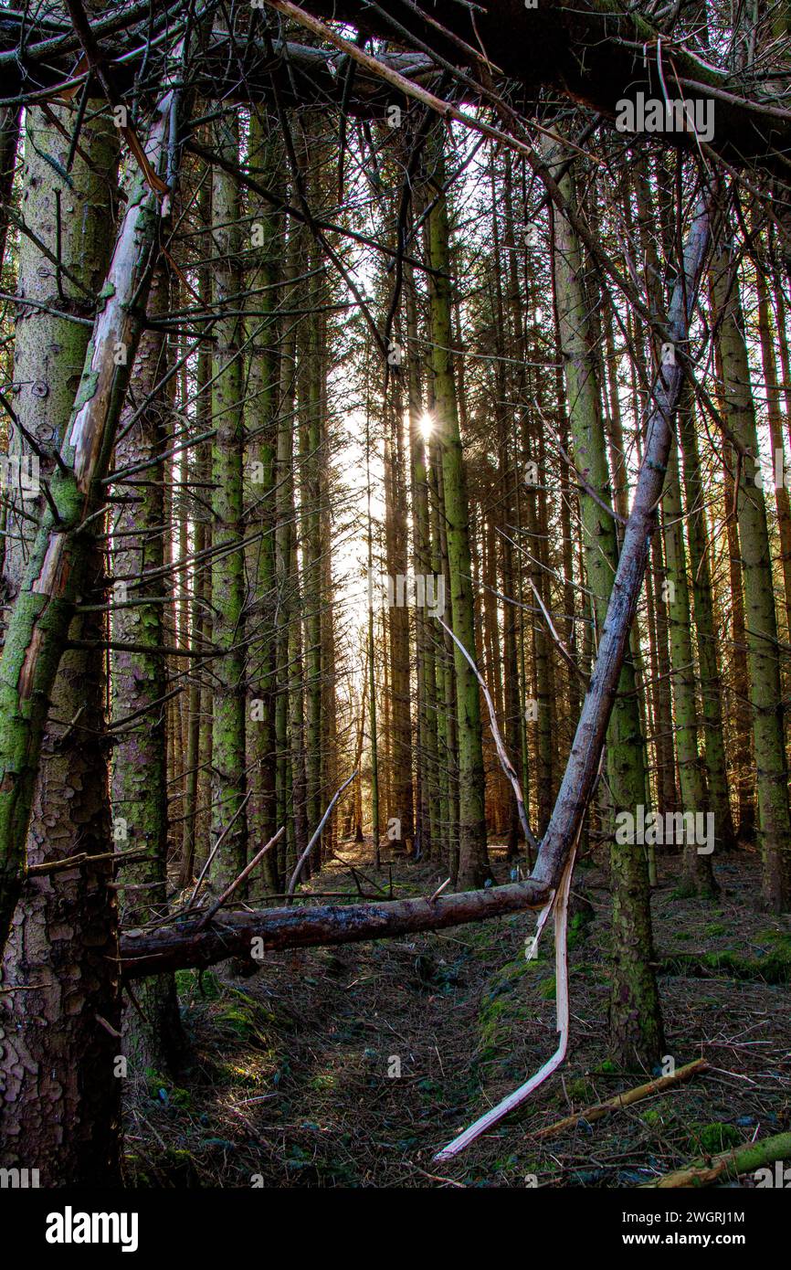 Beau soleil d'hiver et éclats de soleil d'hiver à travers les grands arbres à Templeton Woods à Dundee, en Écosse Banque D'Images