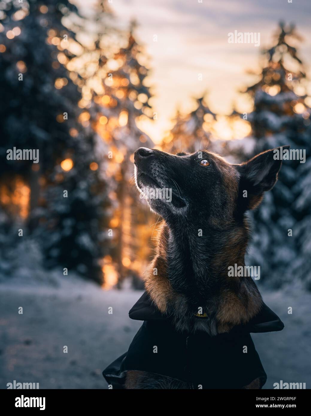 Un Malinois belge dans un paysage enneigé regardant vers le haut Banque D'Images