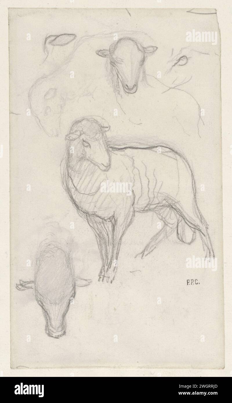 Etude d'un mouton et de trois têtes de mouton, Pierre Cécile Puvis de Chavannes, 1834 - 1898 papier à dessin. mouton craie Banque D'Images