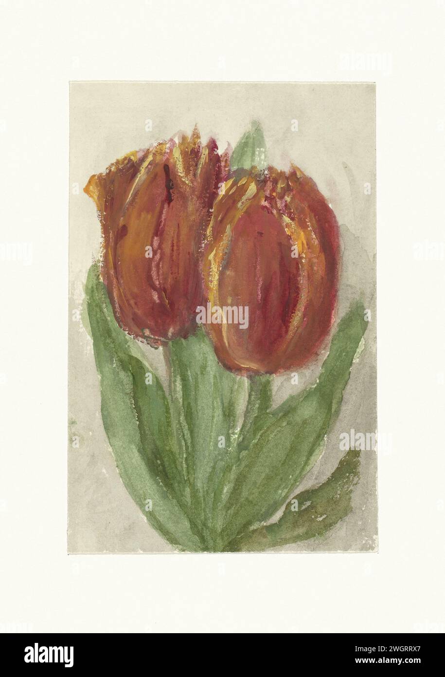 Deux tulipes rouges, Sientje Mesdag -van Houten, 1844 - 1909 papier à dessin. aquarelle (peinture) fleurs de pinceau : tulipe Banque D'Images