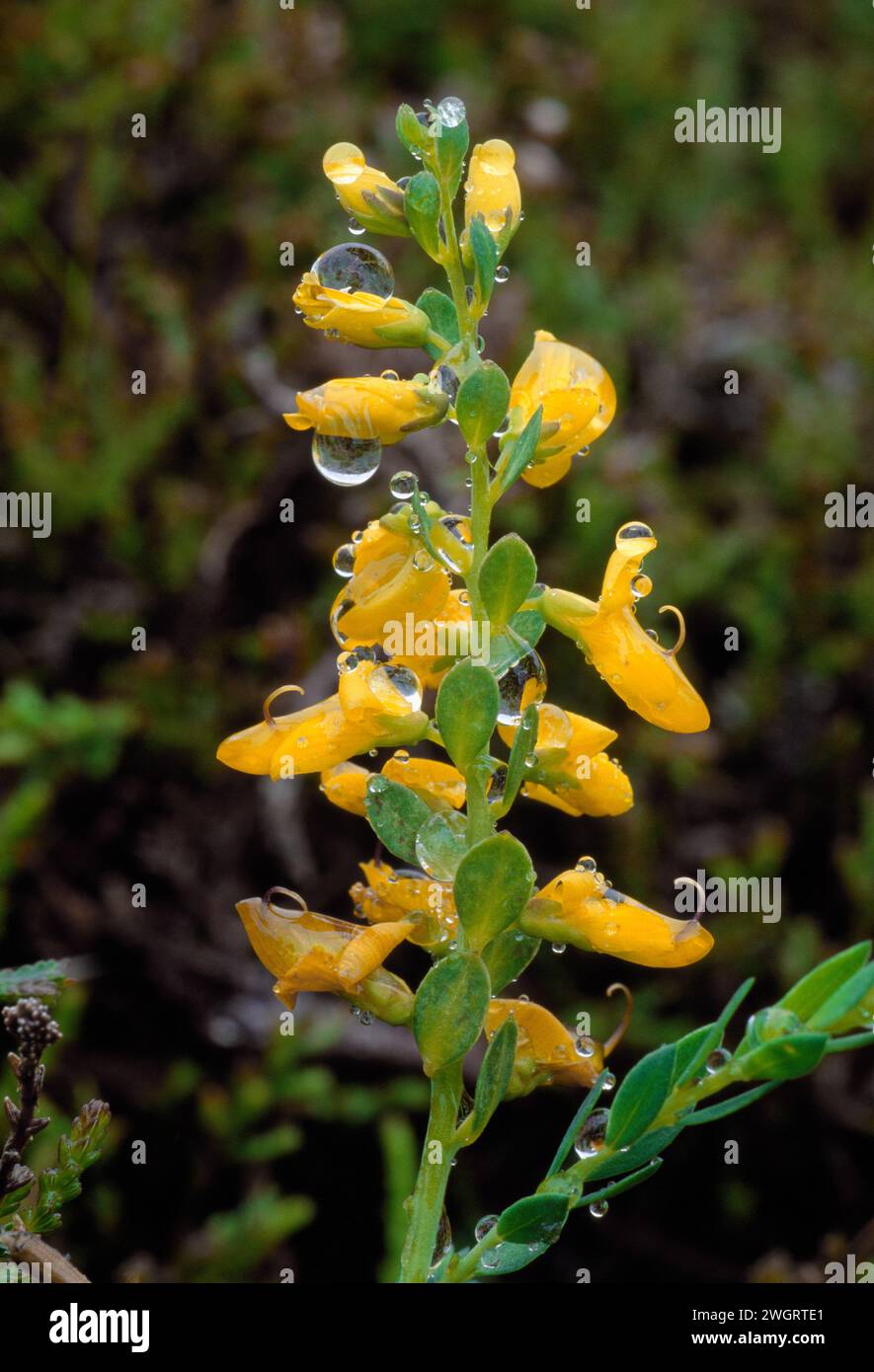 Petty Whin (Genista anglica) épi de fleur unique sous la pluie, parc national de Cairngorms, Écosse, juin 2001 Banque D'Images