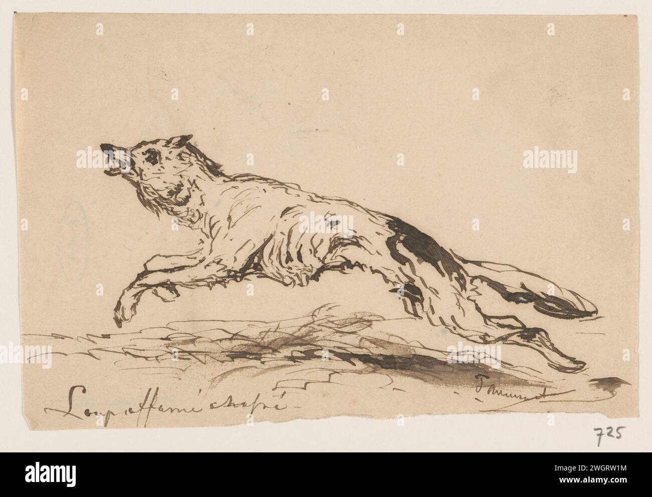 Stilled Wolf, Johannes Taventrate, 1840 - 1880 papier à dessin. encres bêtes de proie, animaux prédateurs : loup. chasse  animaux prédateurs (renard, lion) Banque D'Images