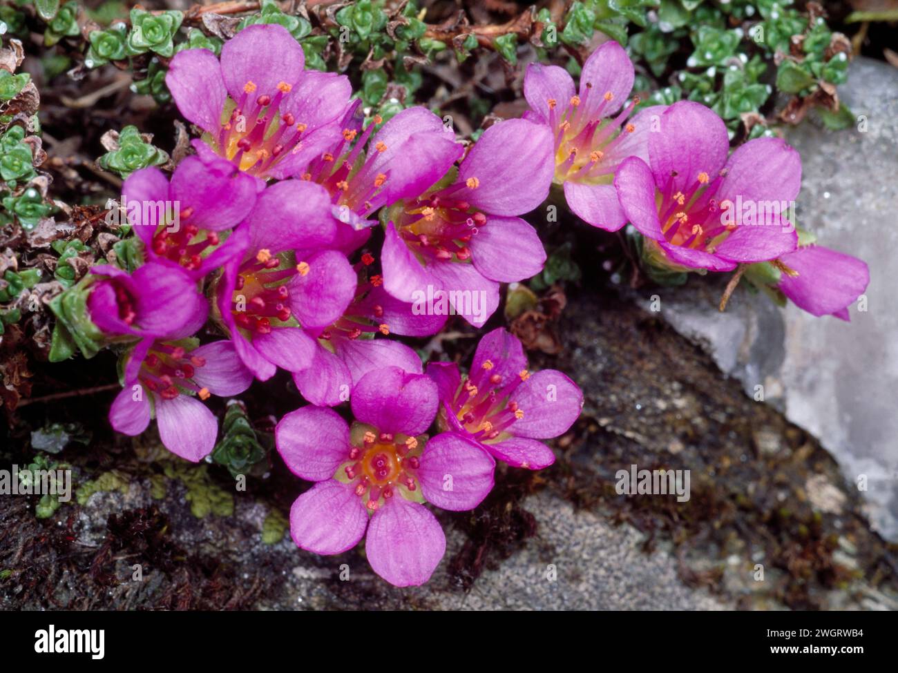 Saxifrage pourpre (Saxifraga oppositifolia) poussant sur un affleurement rocheux par ruisseau, Ben Lawers, réserve naturelle nationale, Tayside, Écosse, février 2002 Banque D'Images