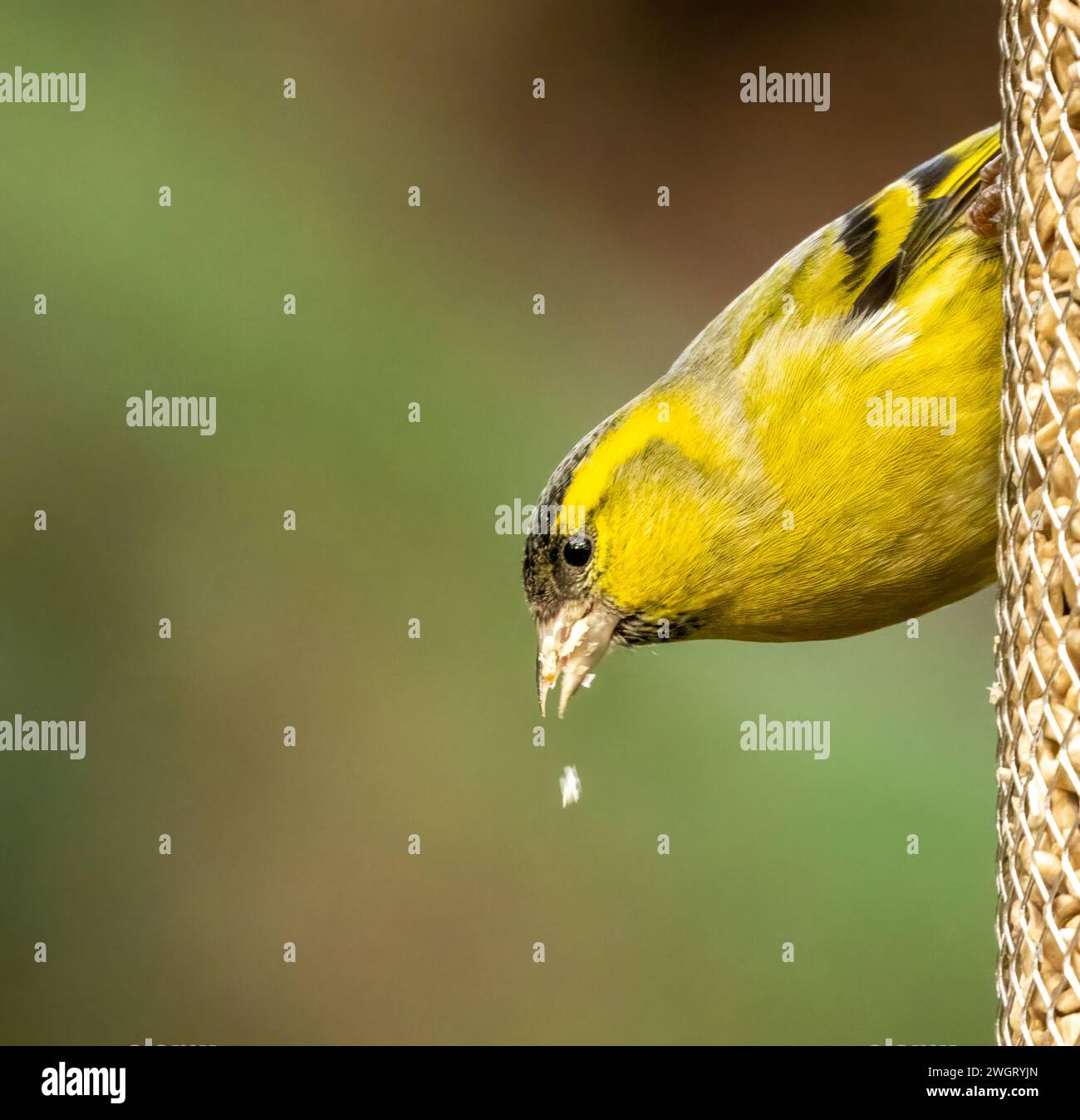 Oiseau siskin mâle brillant et coloré mangeant d'un chargeur de graines de tournesol dans la forêt Banque D'Images