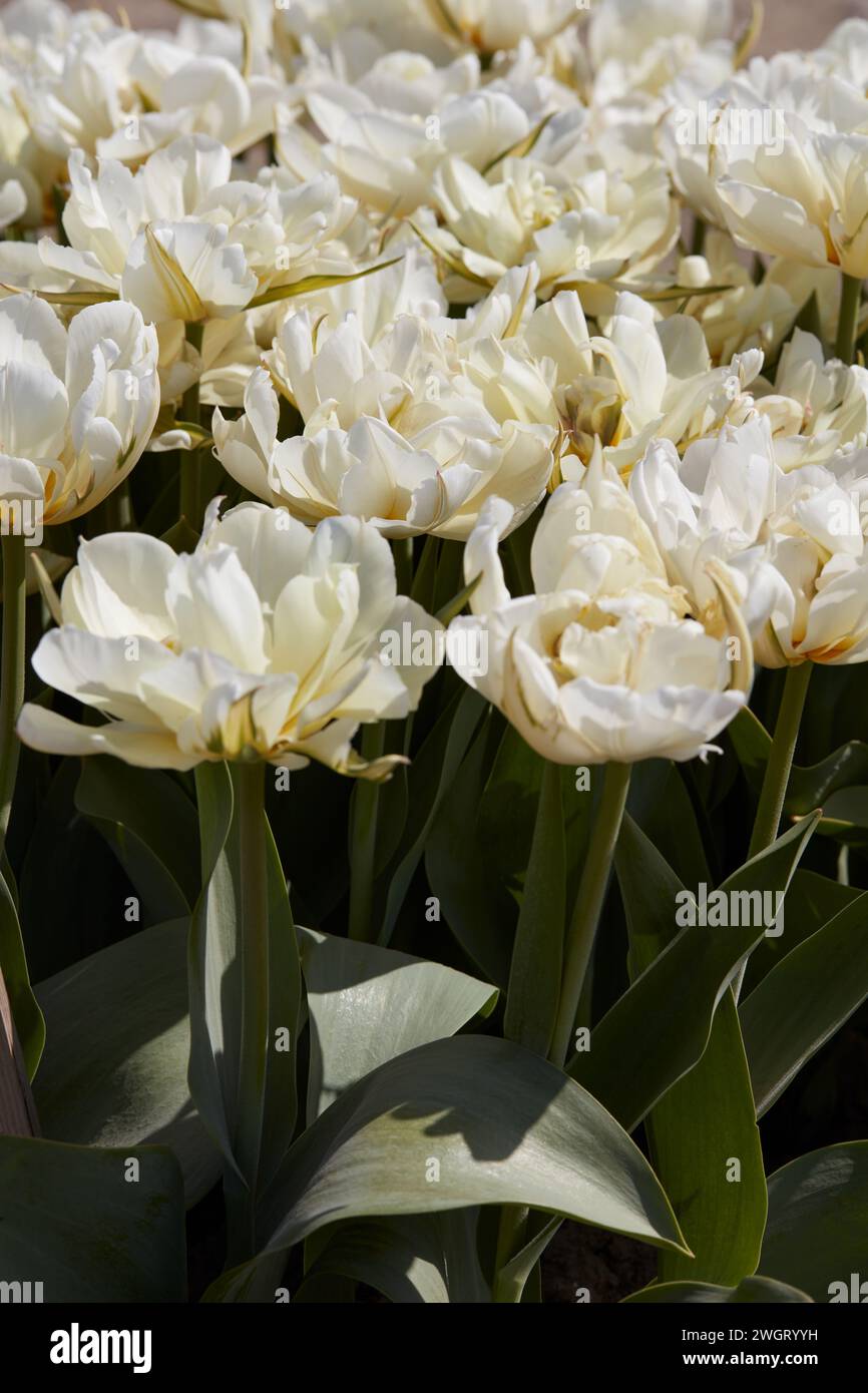 Tulip Exotic Emperor blanc fleurs texture fond dans la lumière du soleil de printemps Banque D'Images