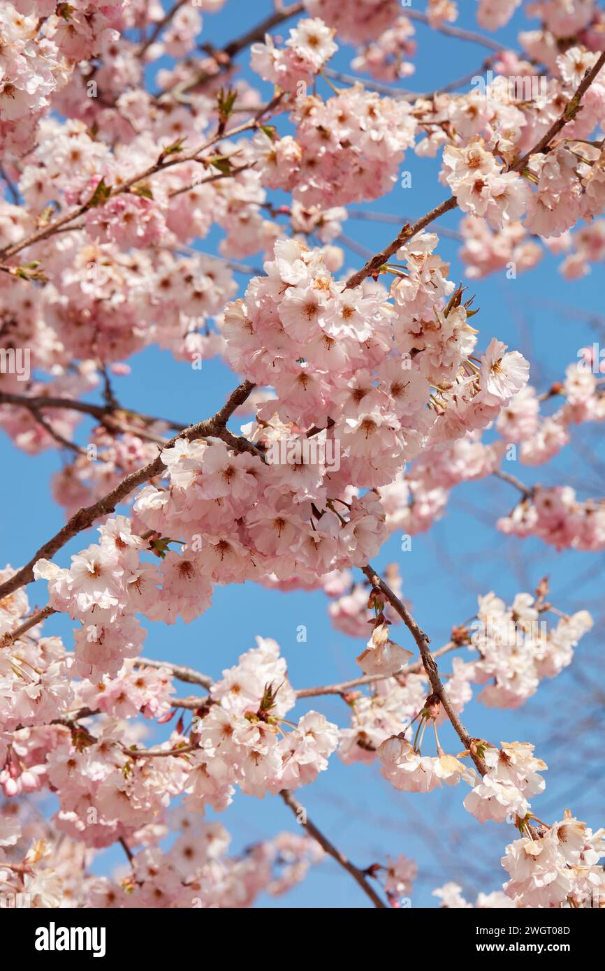 Fleur de cerisier, branches avec fond de texture de fleurs roses dans une journée ensoleillée de printemps, ciel bleu Banque D'Images