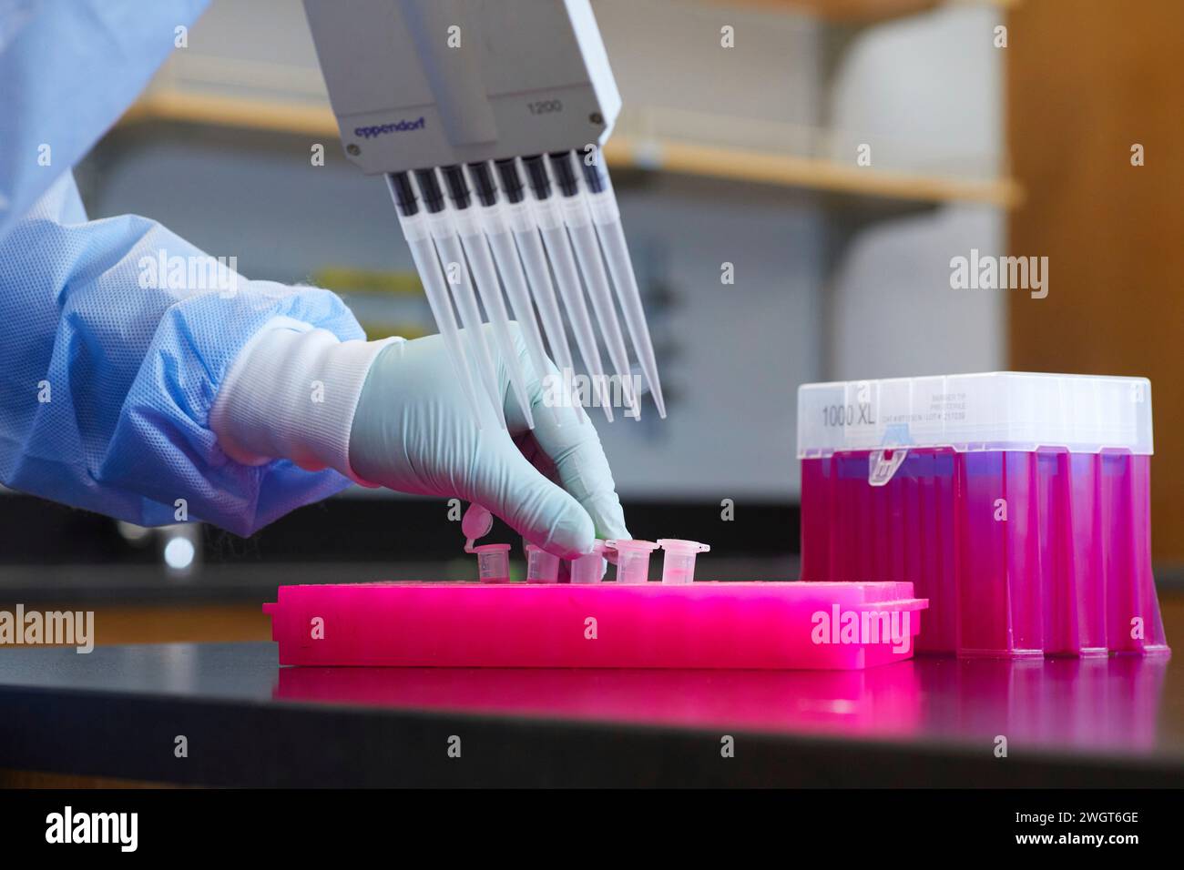 Outils et contenants dans un laboratoire médical, travail effectué avec pipette et échantillons Banque D'Images