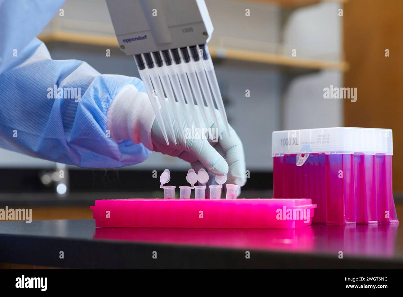 Outils et contenants dans un laboratoire médical, travail effectué avec pipette et échantillons Banque D'Images