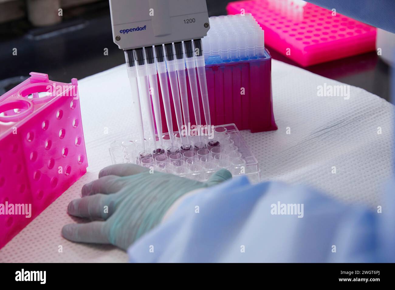 Outils et contenants dans un laboratoire médical, travail effectué avec pipette et échantillons Banque D'Images