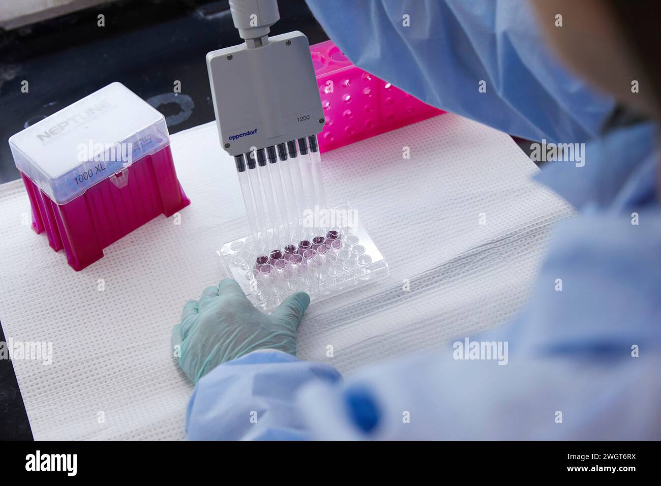Outils et contenants dans un laboratoire médical, travail effectué avec pipette et échantillons Banque D'Images