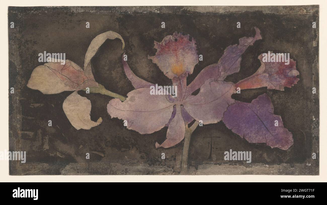 Purple Orchid, Theo Nieuwenhuis, 1876 - 1951 papier à dessin. encre. aquarelle (peinture) pinceau / fleurs de stylo : orchidée Banque D'Images