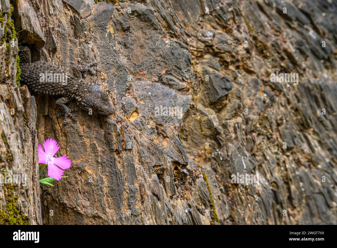 Un gecko commun fusionne avec les textures rocheuses de Rio Tinto, à côté d'une fleur rose vibrante Banque D'Images