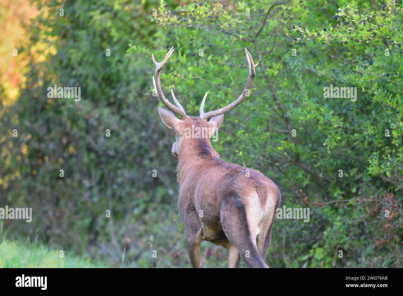 Cerf de cerf avec bois en saison d'accouplement marchant profondément dans la forêt Banque D'Images